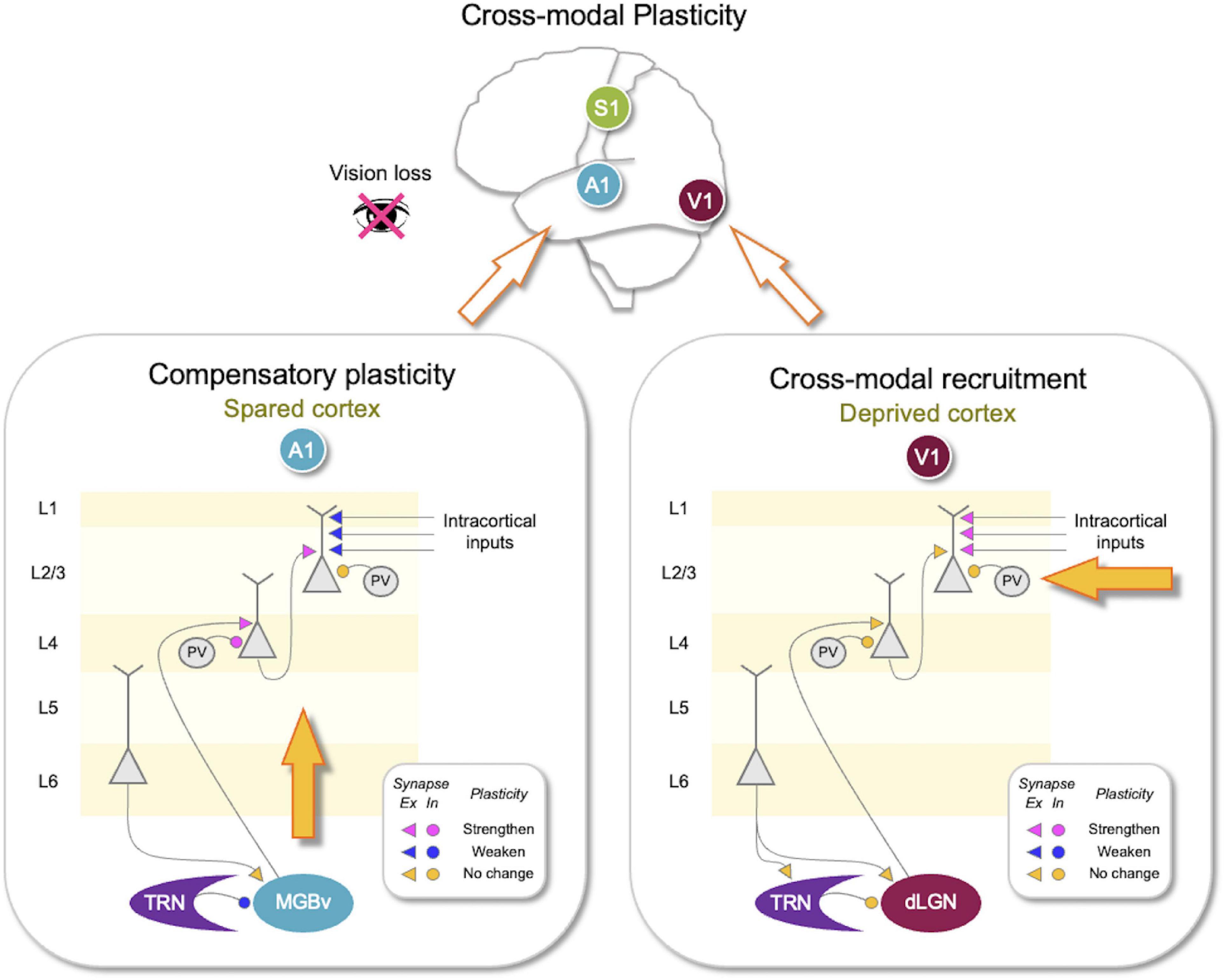 Metaplasticity framework for cross-modal synaptic plasticity in adults